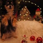 Protect your pet’s health and safety during the holidays!
