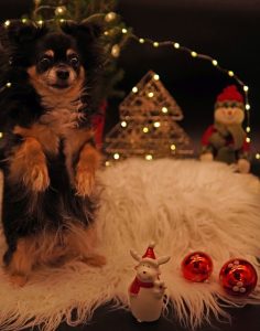 Protect your pet’s health and safety during the holidays!